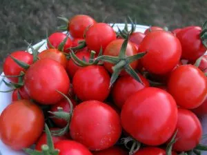 выращивание томатов в траншее