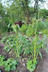 выращивание огурцов на кукурузе
