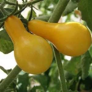 желтые сорта томатов