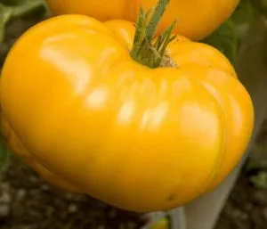 желтый томат