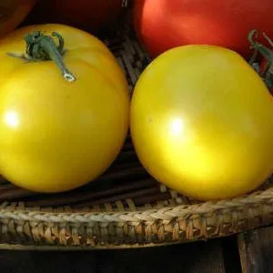 желтые томаты на тарелке