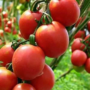 сорта томатов для теплицы, Благовест F1