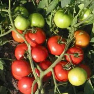 сорта томатов для теплицы, Ля-ля-фа F1