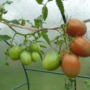 сорта томатов для теплицы, Де Барао