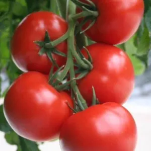 сорта томатов для теплицы, Верлиока F1