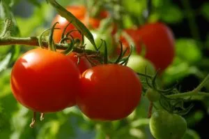 агротехника томатов