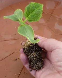 выращивание рассады огурца на песке и опилках