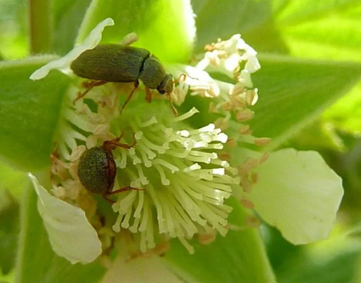 жуки на цветке малины
