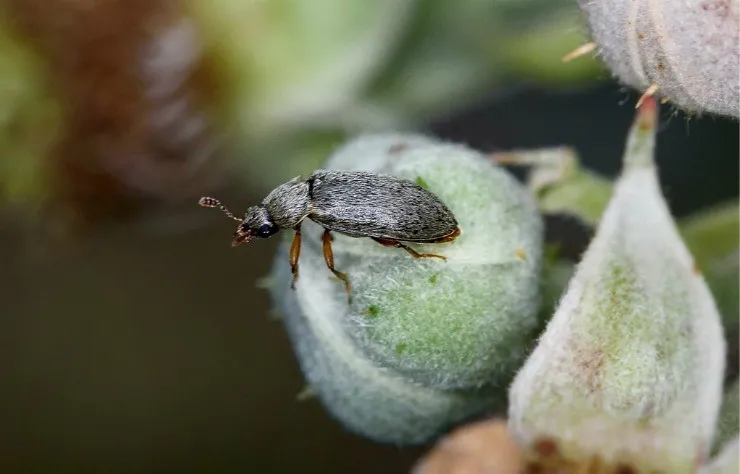 Малинный жук: методы борьбы, фото и обзор видов жуков