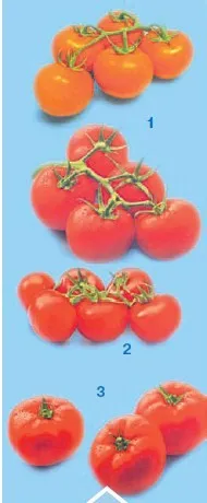 виды томатов