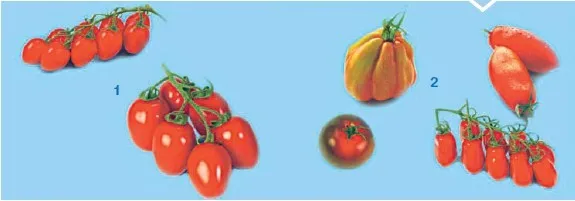 плоды томатов