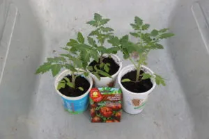 высадка рассады томатов