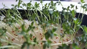выращивание кресс салата на подоконнике