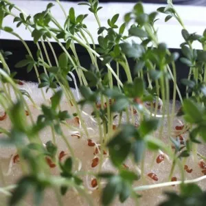 выращивание кресс салата на подоконнике