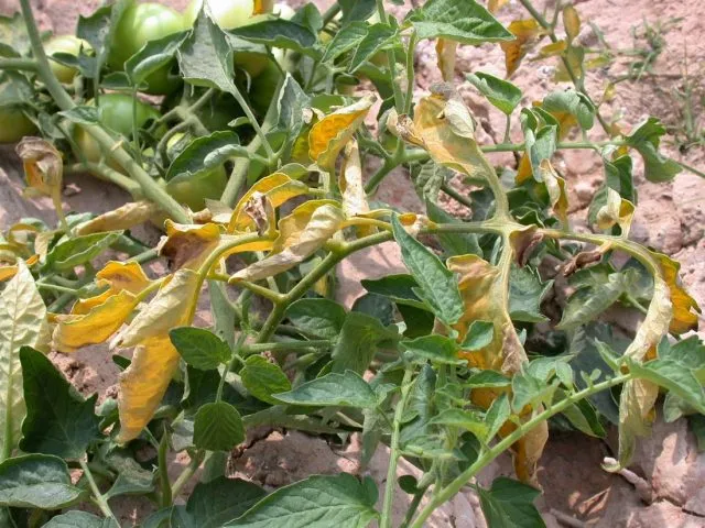 фузариозное увядание томатов на листьях
