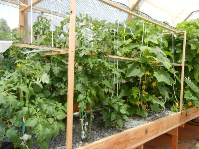 томаты и огурцы растут в одной теплице
