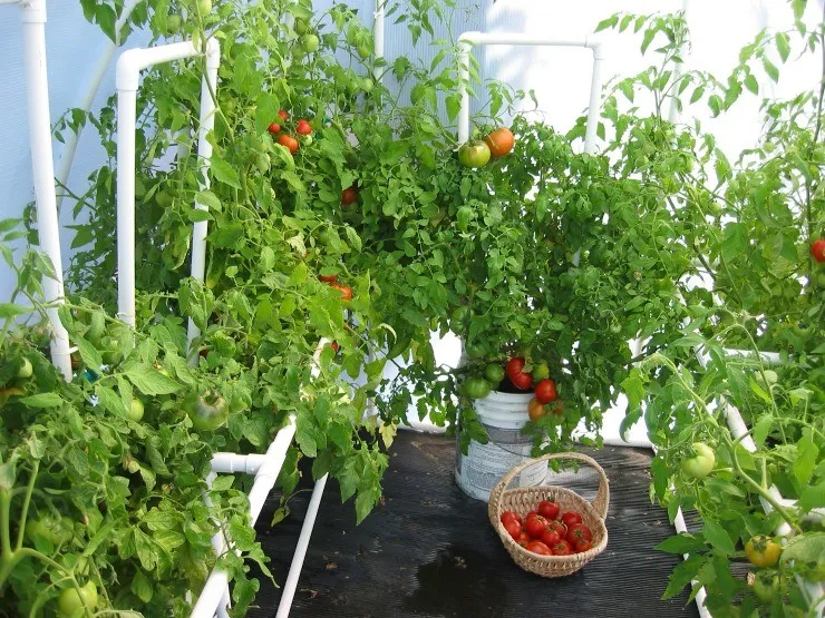 томаты растут в теплице