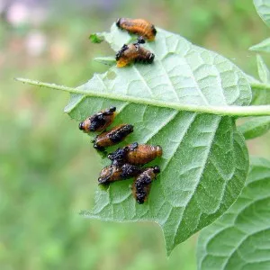 польза колорадского жука