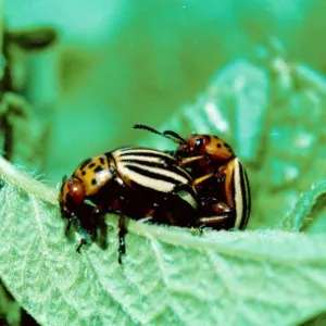 польза колорадского жука