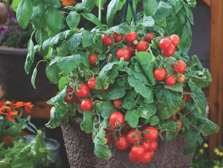 штамбовый куст томата с плодами