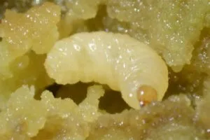 личинка лукового скрытнохоботника