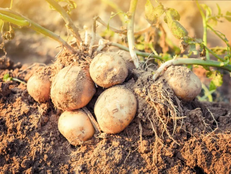 Плохо всходит картофель: причины и профилактика