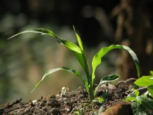как вырастить рассаду кукурузы