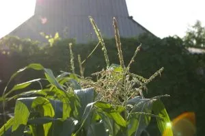 кукуруза цветёт 0 | kukuruza tsvetyot 0 300x199