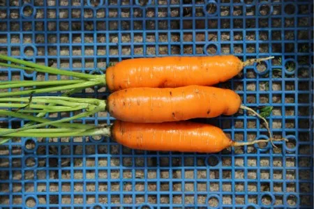 морковь на хранение