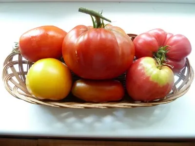 плоды помидор в корзинке