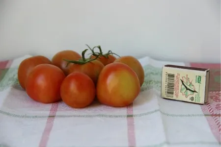 томаты сорта Бетта
