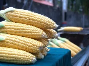 как вырастить кукурузу на даче
