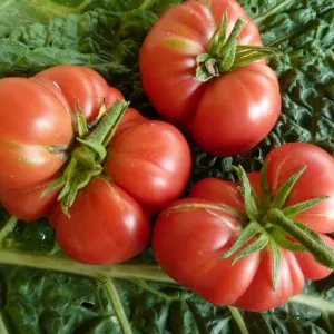 сорта томатов для теплицы