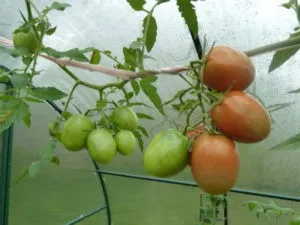 пасынкование индетерминантных томатов