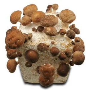 выращивание грибов шиитаке