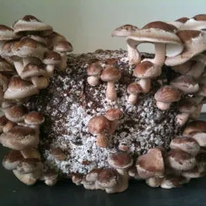 грибы шиитаке на чурбаке