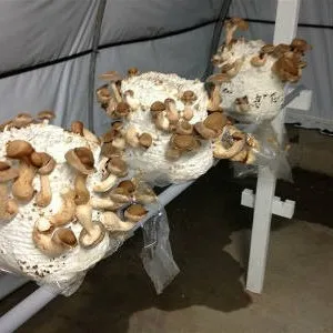 грибы шиитаке на блоках