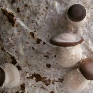грибы шиитаке на блоке
