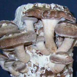 грибы шиитаке 