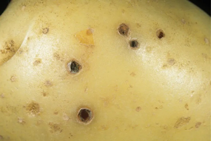 картошка повреждённая проволочником