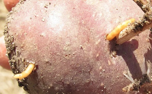клубень картошки повреждённый личинками проволочника