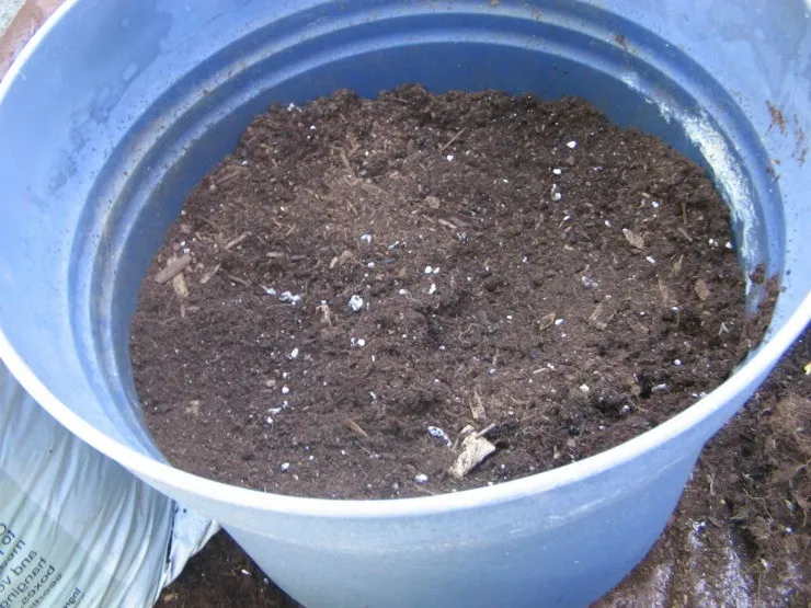 почва для рассады в ведре