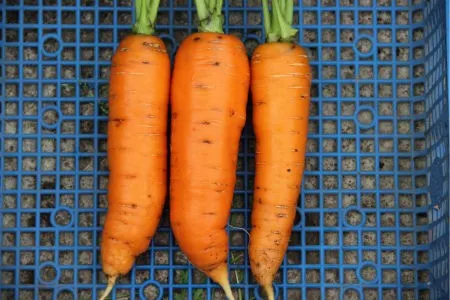 морковь сорта Балтимор