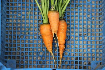 морковь сорта Флаккоро