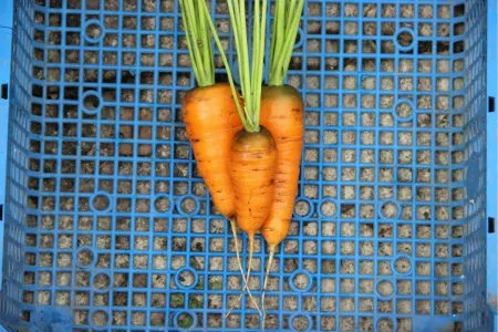 морковь сорта Канада