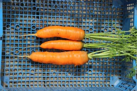 морковь сорта Карлена