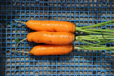 морковь сорта Каротин супер