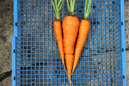 морковь сорта Лакомка