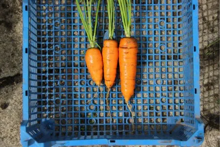 морковь сорта Лонге Роте