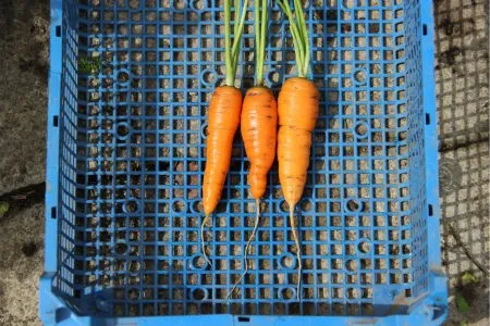 морковь сорта Наполи
